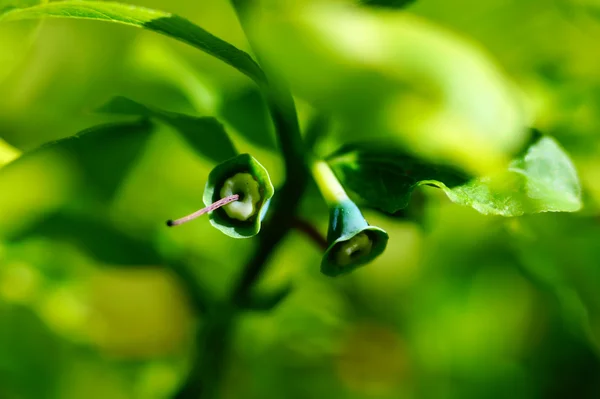 Jagoda, Borówka czarna, Borówka lub whortleberry (vaccinium myrtillus). Niedojrzałe owoce z jasnozielonym tłem. — Zdjęcie stockowe