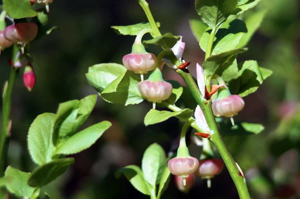 Bosbes, blauwe bosbes, huckleberry of whortleberry (vaccinium myrtillus). Tak met de bloemen. — Stockfoto