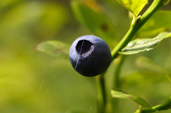 Borůvky, borůvky, huckleberry nebo borůvčí (vaccinium myrtillus). Ovoce zblízka. — Stock fotografie