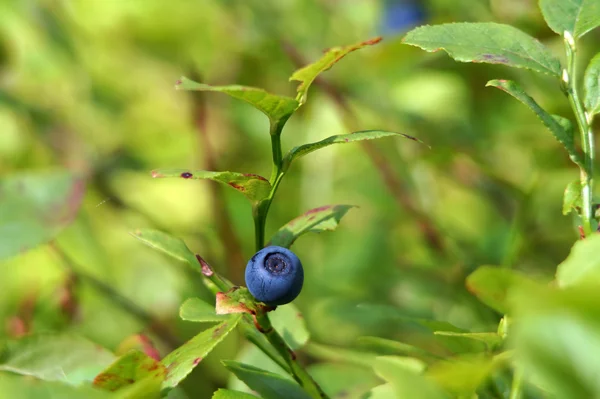 Blaubeere, Heidelbeere, Kräuterbeere oder Heidelbeere (vaccinium myrtillus). Zweig mit den Früchten aus nächster Nähe. — Stockfoto