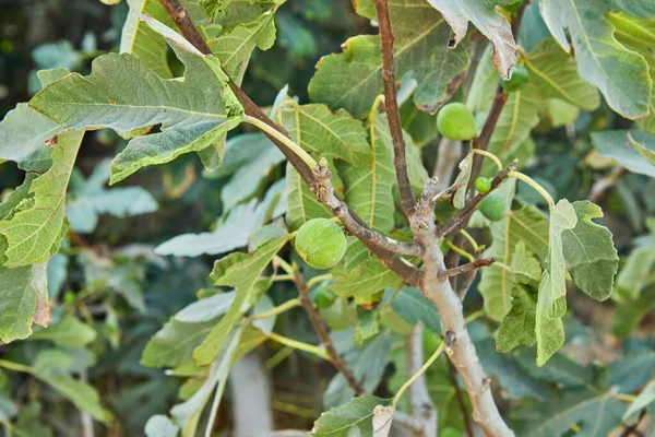 Fikonträd Med Frukter Gröna Omogna Fikon — Stockfoto