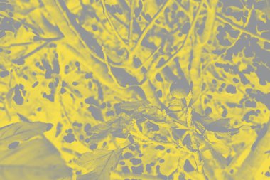 Arkaplan, 2021 meyva rengi olan bir ağacın dokusu.