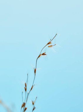 Kuru kamış, kamış tohumu. Mavi gökyüzüne karşı güneşteki altın kamış otu. Minimalist, şık, modaya uygun bir kavram.