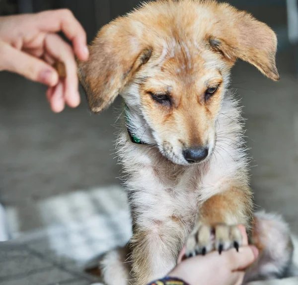 Un lindo cachorro blanco jengibre da una pata —  Fotos de Stock