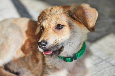 Yerde oturan tatlı bir Golden Retriever köpeğinin portresi..