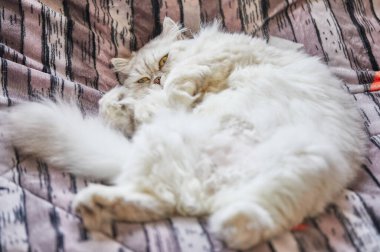 İngiliz uzun saçlı beyaz kedi yatakta komik bir poz veriyor..