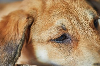 Kulakları sarkan sevimli kızıl saçlı köpek..