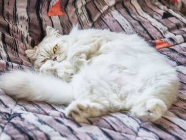 İngiliz uzun saçlı beyaz kedi yatakta komik bir poz veriyor..