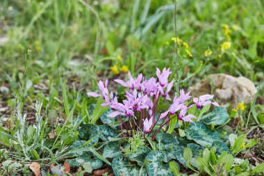 Açan siklamenler baharın başlarında ormanda çiçek açarlar..