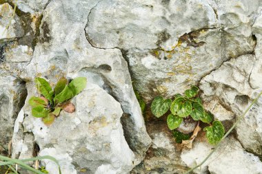 Yeşil bitkilerle yüksek çözünürlüklü doğal taş dokusu ve yüzey arkaplanı.