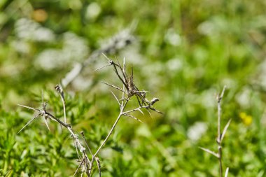 Yüksek çözünürlüklü yeşil bir tarlanın arka planında dikenli kuru çiçekler