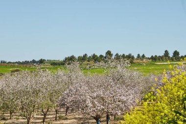 İsrail 'de baharın başlarında çiçek açan badem ağaçları olan bahçeler.