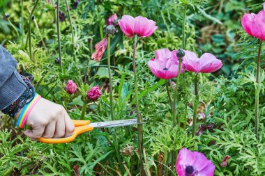 Seradaki çiftlikte çok renkli güzel çiçekler toplarken, makaslı el çiçeği keser..