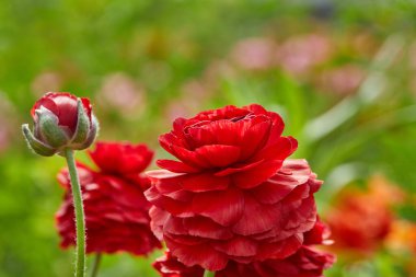 Seradaki çiftlikte güzel renkli çiçekler toplamak dinlenmek için büyük bir cazibedir..