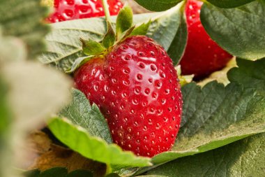 Çiftlikten taze çilek toplamak, sarmaşıkta yetişen taze organik çilekleri kapatmak.