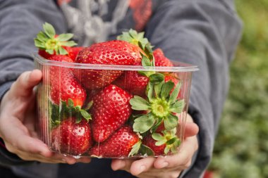 Çiftlikten taze çilek toplamak, kutuda taze organik çilek tutan bir gencin eline yakından bakmak..