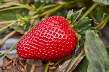 Çiftlikten taze çilek toplamak, sarmaşıkta yetişen taze organik çilekleri kapatmak..