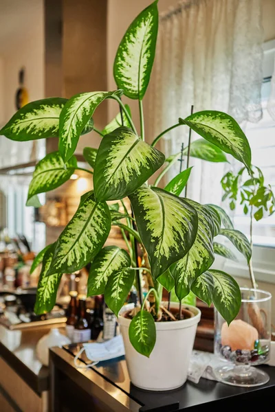 Dieffenbachia Fleur Canne Dans Pot Dans Une Cuisine Maison Pour — Photo