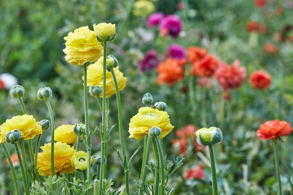 Recoger hermosas flores de colores en la granja en el invernadero es una gran atracción para la relajación —  Fotos de Stock