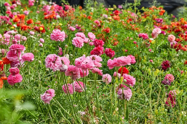 Recoger Hermosas Flores Colores Granja Invernadero Una Gran Atracción Para —  Fotos de Stock