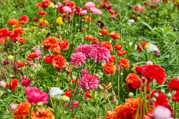 Recoger Hermosas Flores Colores Granja Invernadero Una Gran Atracción Para —  Fotos de Stock