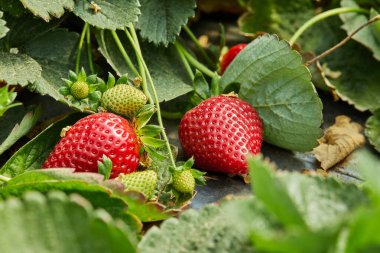Çiftlikten taze çilek toplamak, sarmaşıkta yetişen taze organik çilekleri kapatmak.