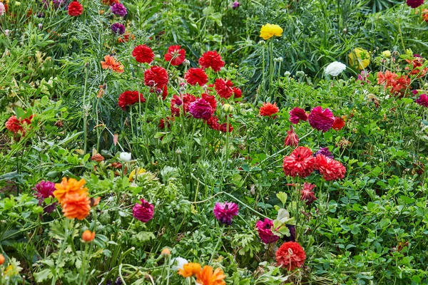온실에 농장에 아름다운 색깔의 꽃들을 수집하는 긴장을 매력이 — 스톡 사진