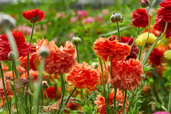 온실에 있는 농장에 아름다운 색깔의 꽃들을 수집하는 것은 긴장을 푸는 데큰 매력이 된다 — 스톡 사진