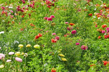 Seradaki çiftlikte güzel renkli çiçekler toplamak dinlenmek için büyük bir cazibedir..
