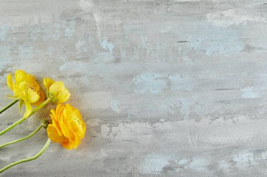 Yüksek çözünürlüklü sarı çiçekli arka plan beyaz-gri-mavi-beton dokusu.