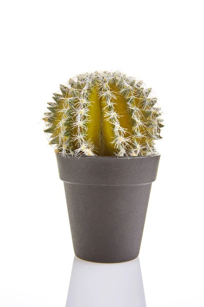Cactus en pot isolé sur fond blanc, fleur pour l'intérieur — Photo
