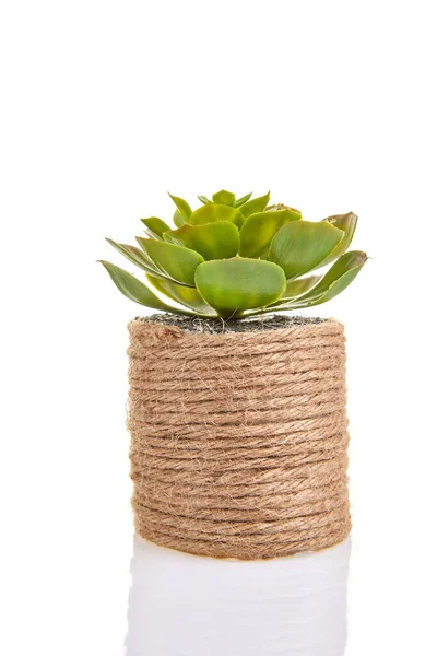 Fleur succulente en pot cylindrique décoratif en matériaux écologiquement purs, isolé sur fond blanc — Photo