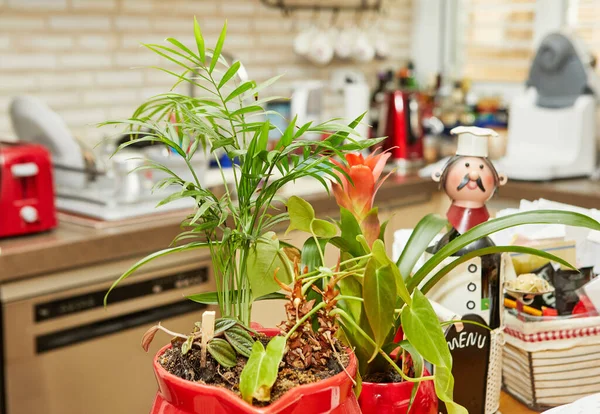 Plantes d'intérieur à l'intérieur, fleur en pot rouge dans la cuisine — Photo