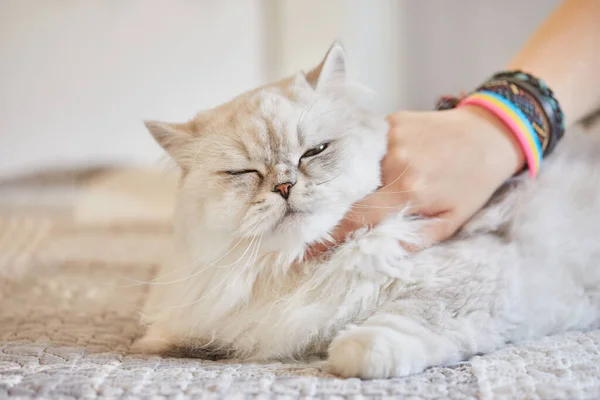 Kız İngiliz uzun saçlı beyaz kedinin boynunu tırmalıyor. — Stok fotoğraf
