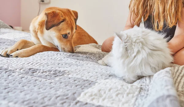 White British cat and large ginger cute dog sitting on the bed next to each other — Stock Photo, Image