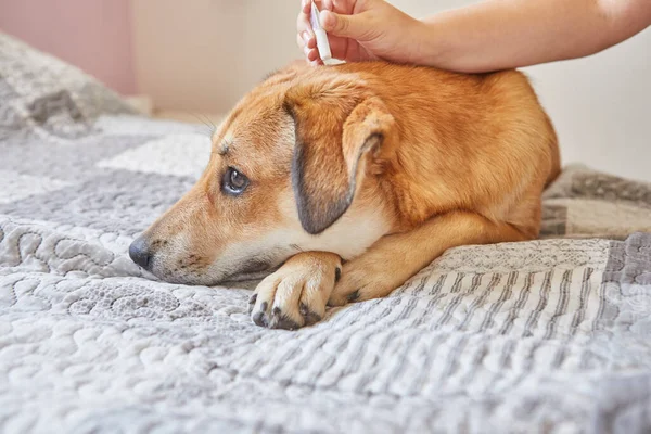 Genç kız pirelere damlayan damlalar ve kızıl saçlı şirin bir köpeğin üzerindeki keneler.