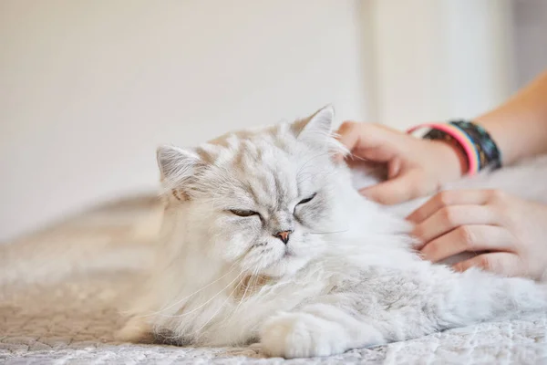 Mädchen streichelt britische Langhaarkatze zu Hause — Stockfoto