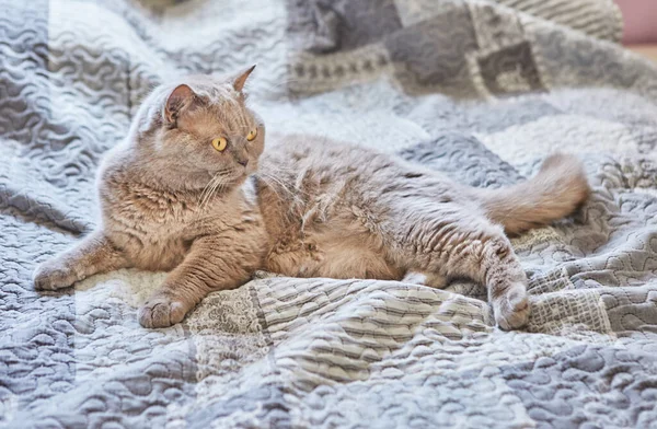 Британская короткошерстная серая кошка сидит дома на кровати — стоковое фото