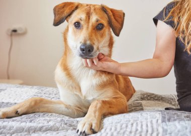 Kız, yatakta oturan kızıl saçlı şirin köpeği okşuyor..