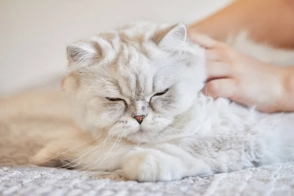 Mädchen Streichelt Britische Langhaarkatze — Stockfoto