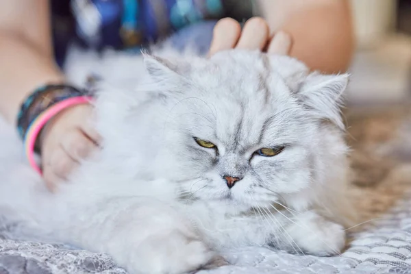 Mädchen streichelt britische Langhaarkatze zu Hause — Stockfoto