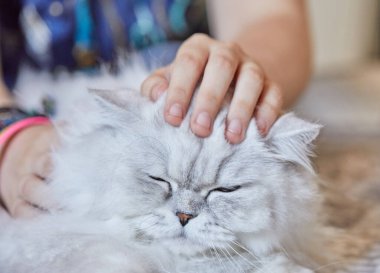 Kız evde İngiliz uzun saçlı beyaz kediyi okşuyor.