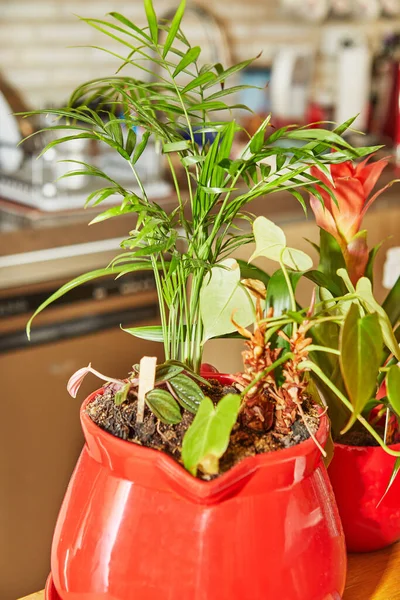 Plantes d'intérieur à l'intérieur, fleur en pot rouge dans la cuisine — Photo