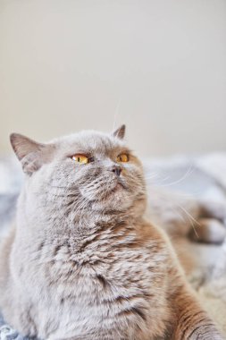 İngiliz kısa hava grisi kedisi evde, yatağın üzerinde oturuyor.