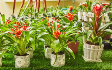Botanik parkındaki saksılarda çiçek açan bromeliadlar.