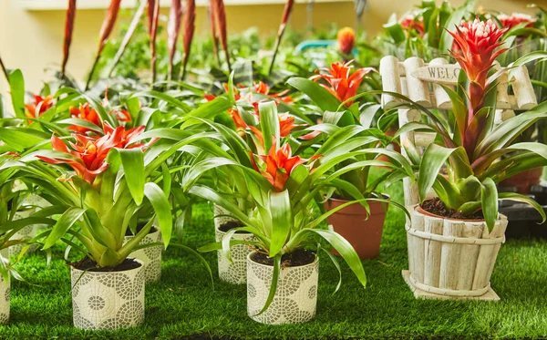 Botanik parkındaki saksılarda çiçek açan bromeliadlar.