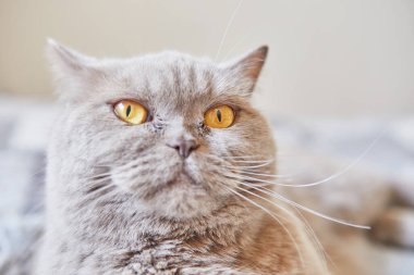 İngiliz kısa hava grisi kedisi evde, yatağın üzerinde oturuyor.