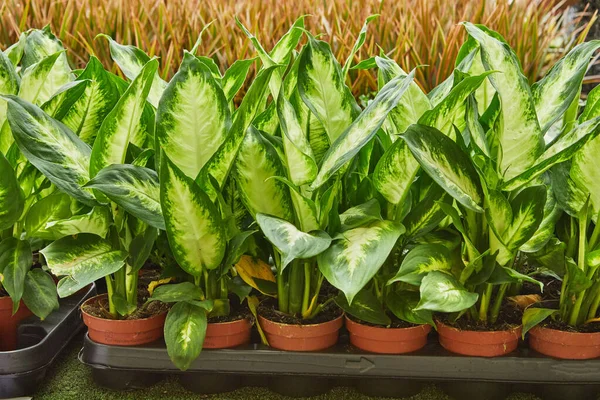 Dieffenbachia oder Schilfblume im Topf, riesige Auswahl an verschiedenen Pflanzen — Stockfoto