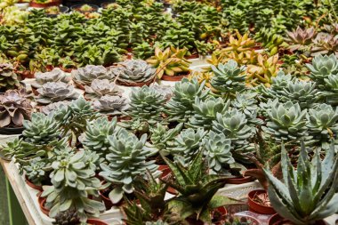 Tencerelerde yetişen büyük yeşil ve mor sulu bitkiler..