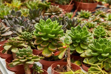 Tencerelerde yetişen büyük yeşil ve mor sulu bitkiler..